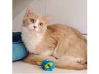 Adopt Kumquat a Cream or Ivory (Mostly) Domestic Mediumhair (medium coat) cat in