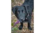 Adopt Coal a Black Curly-Coated Retriever / Newfoundland / Mixed dog in Attalla