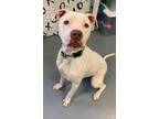 Adopt Val a White American Pit Bull Terrier / Mixed dog in Bowling Green