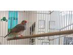 Adopt *CLARENCE a Brown Finch / Mixed bird in Derwood, MD (31981801)