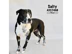 Adopt SALTY a Merle Catahoula Leopard Dog / Mixed dog in Conroe, TX (33724357)