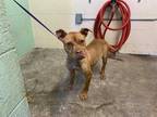 Adopt PINKY a Brown/Chocolate American Pit Bull Terrier / Shar Pei / Mixed dog