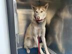 Adopt OLLIE a Tan/Yellow/Fawn - with White Husky / Mixed dog in Sacramento