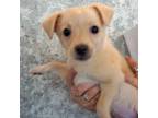 Adopt Kenny a Mixed Breed (Medium) / Mixed dog in Rancho Santa Fe, CA (33724702)