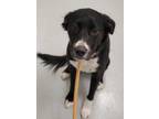 Adopt Riley 74-22 a Black Border Collie / Mixed dog in Cumming, GA (33724657)