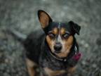 Adopt JOE JOE a Brown/Chocolate Australian Cattle Dog / Mixed dog in Santa Cruz