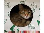 Adopt CLAIRE a Brown or Chocolate (Mostly) Domestic Shorthair / Mixed (short