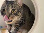 Adopt Scampers a Gray or Blue Domestic Shorthair / Domestic Shorthair / Mixed