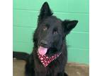 Adopt Pico a German Shepherd Dog / Mixed dog in Lexington, KY (33724483)