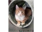 Adopt Cheddar a Orange or Red Tabby Domestic Shorthair (short coat) cat in
