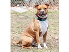 Adopt Harley a Red/Golden/Orange/Chestnut - with White Boxer / Pit Bull Terrier