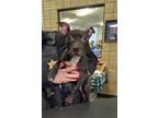 Adopt Windy a Black American Staffordshire Terrier / Mixed dog in Jackson