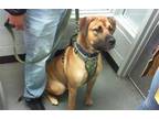 Adopt REESE a Tan/Yellow/Fawn German Shepherd Dog / Mixed dog in Charlotte