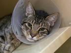 Adopt REPTAR A Brown Tabby Domestic Shorthair / Mixed (short Coat) Cat In