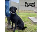 Adopt PEANUT a Black Labrador Retriever / Mixed dog in Conroe, TX (33724361)