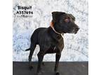 Adopt BISCUIT a Black Labrador Retriever / Mixed dog in Conroe, TX (33724356)