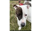 Adopt Peppa a Brindle - with White American Staffordshire Terrier / Mixed dog in