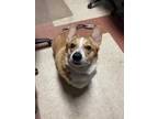 Adopt Cody a Tan/Yellow/Fawn Corgi / Mixed dog in Hamilton, OH (33724402)