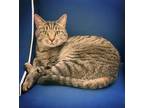 Adopt Buddy a Gray, Blue or Silver Tabby Domestic Shorthair / Mixed (short coat)