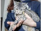Adopt MANNY a Brown Tabby Domestic Shorthair / Mixed (short coat) cat in St.