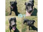 Adopt Pat a Black Retriever (Unknown Type) / American Pit Bull Terrier / Mixed