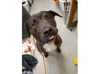 Adopt Reginald a Brown/Chocolate Mastiff / Mixed dog in Fallston, MD (33724252)