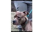 Adopt Charlie a Brown/Chocolate American Staffordshire Terrier / Mixed dog in
