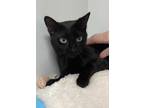 Adopt Holly Time a All Black Domestic Shorthair / Domestic Shorthair / Mixed cat