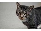 Adopt Toonie a Gray or Blue Domestic Shorthair / Domestic Shorthair / Mixed cat