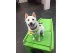 Adopt Finn a White - with Tan, Yellow or Fawn Shiba Inu / Mixed dog in Austin