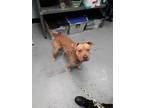 Adopt Oliver a Red/Golden/Orange/Chestnut American Pit Bull Terrier / Mixed dog