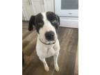 Adopt Baxter a Black - with White Terrier (Unknown Type, Medium) / Mixed dog in