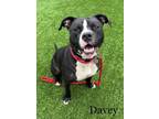 Adopt Davey a Black American Pit Bull Terrier / Mixed dog in Hamilton
