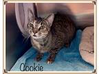 Adopt COOKIE available 1/28 a Brown Tabby Domestic Shorthair (short coat) cat in