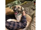 Are You Looking For A Little Dog In A Big Body A 56 Lb Lap Dog That Loves To Cuddle Good With People And Dogs And Is A Couch Potato But Also Playful W
