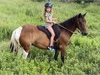 Gaited Children's Trail Pony