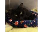 Charlotte, Domestic Shorthair For Adoption In Menands, New York