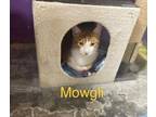 Mowgli, Domestic Shorthair For Adoption In Henderson, Kentucky