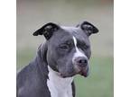 Layla, American Pit Bull Terrier For Adoption In Madisonville, Kentucky
