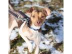 Elmer, Rat Terrier For Adoption In Midland, Michigan