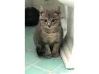 Zeus Clovermeadow, Domestic Shorthair For Adoption In Fort Worth, Texas