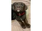 Bixby, American Staffordshire Terrier For Adoption In Edmonton, Alberta