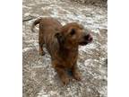 Ruby, Dachshund For Adoption In Lafayette, Indiana