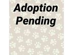 Amber, Labrador Retriever For Adoption In Washington, Pennsylvania