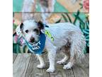 Mimi, Jack Russell Terrier For Adoption In Pacific Grove, California