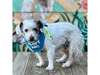 Mimi, Jack Russell Terrier For