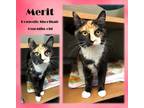 Merit, Domestic Shorthair For Adoption In Franklin, Indiana