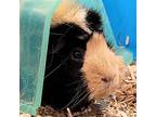 S'mores, Guinea Pig For Adoption In Des Moines, Iowa