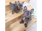 Blue French Bulldog Puppies male and female