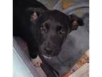 Peppercorn / 55540 Labrador Retriever Puppy Female